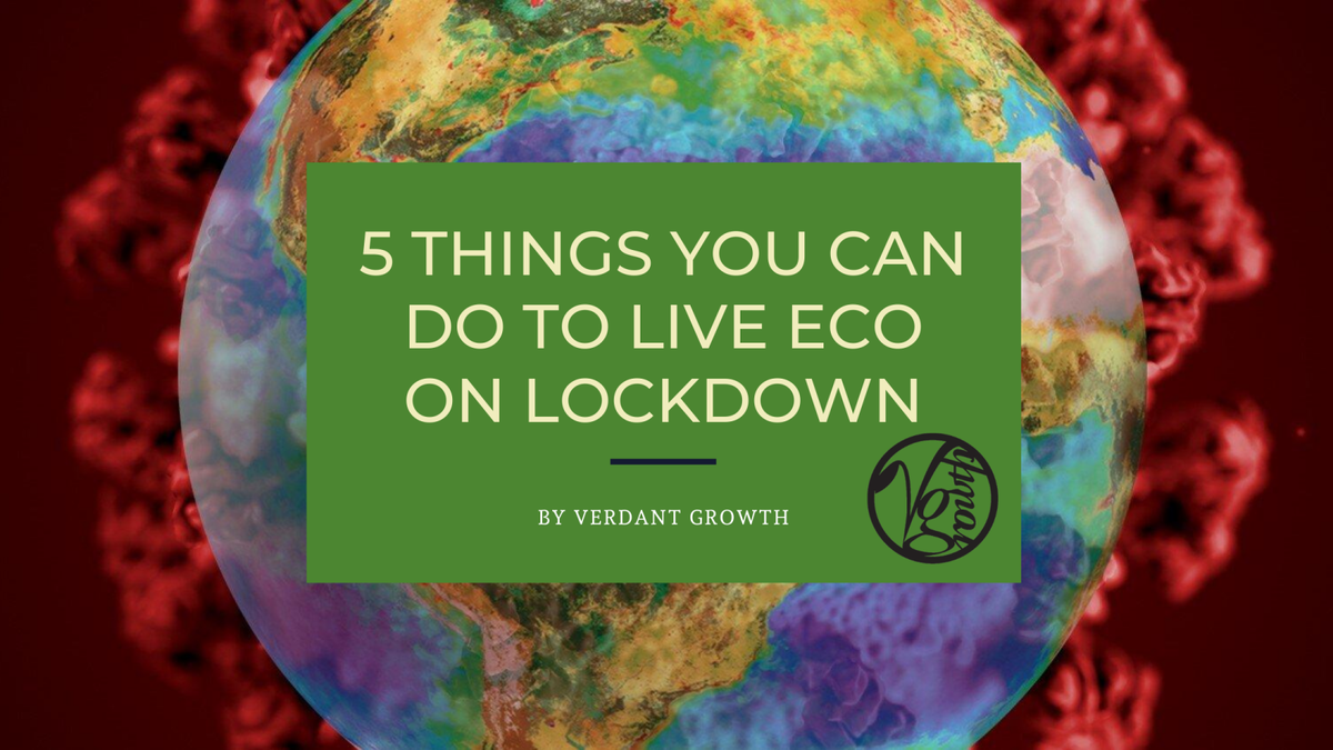 5 Things You Can Do to Live ECO on Lockdown