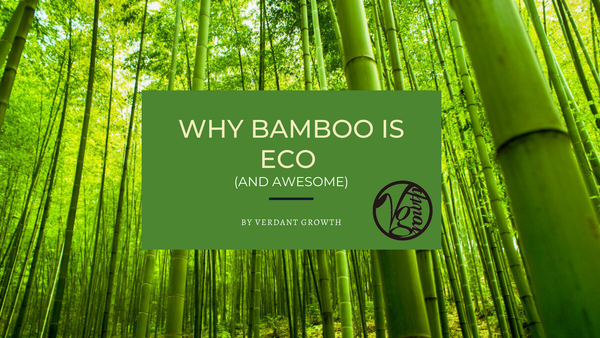 Why Bamboo Is ECO (and Awesome)