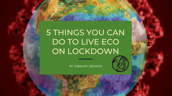 5 Things You Can Do to Live ECO on Lockdown